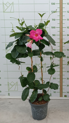 Amabilis-mandevilla-25