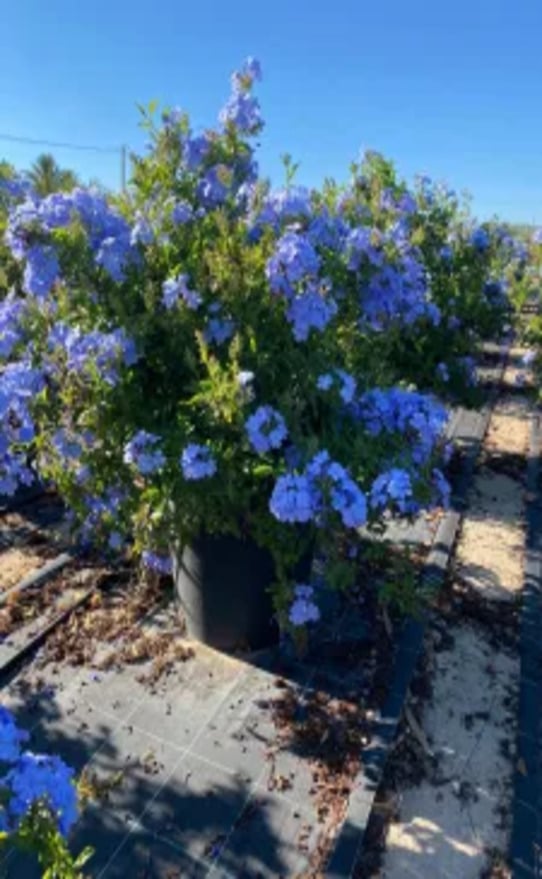 Plumbago-Capensis-40L-100-110cm-225x300 (1)